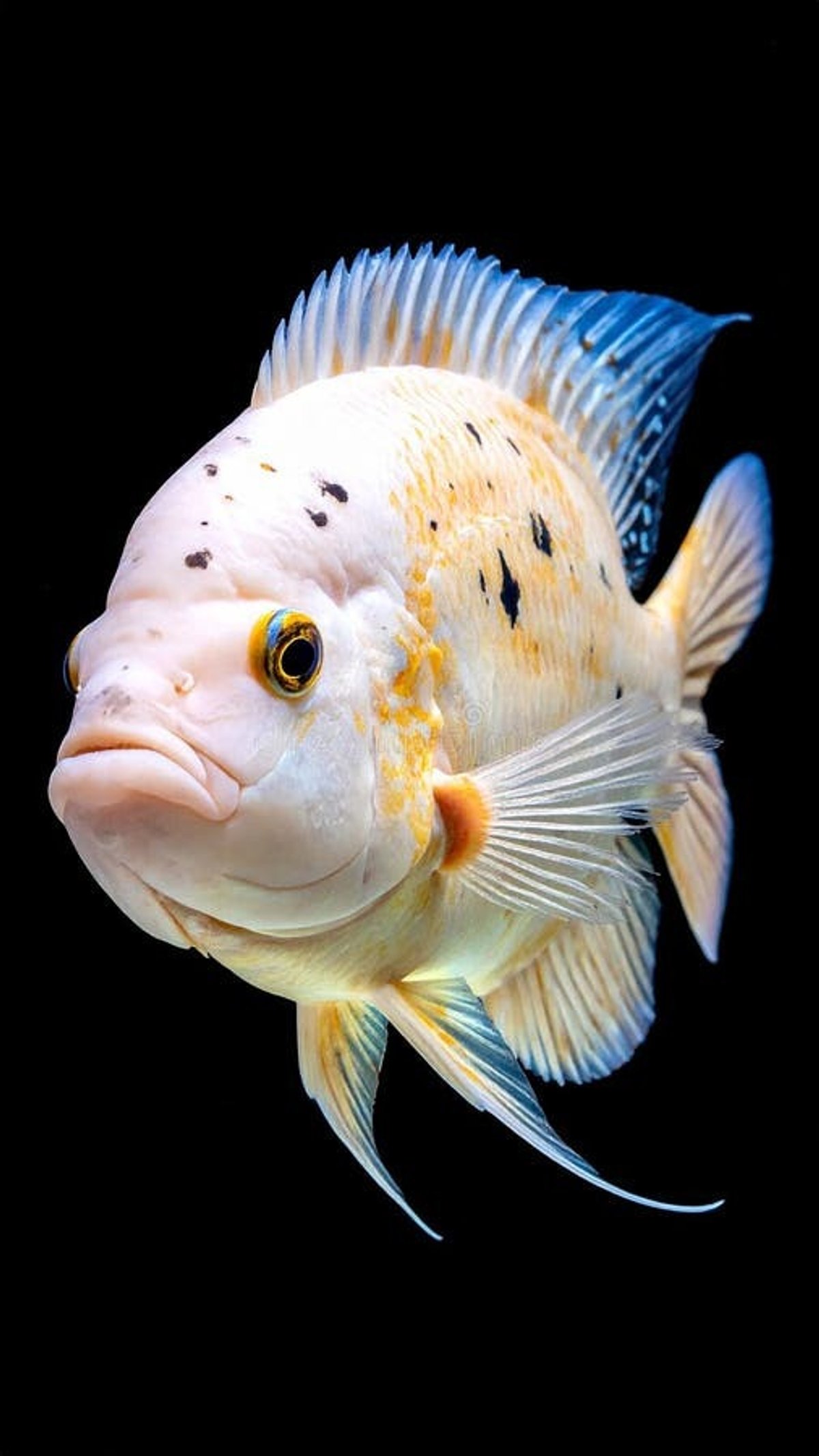 Oscar Tigre Albino 7 cm