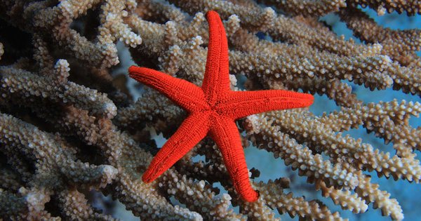 Estrella de Mar Roja