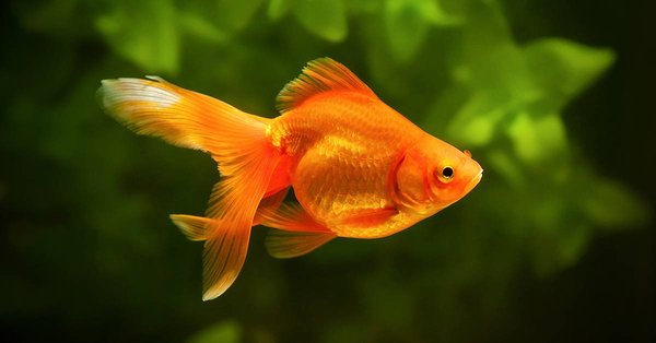 Goldfish Velos Naranjas M