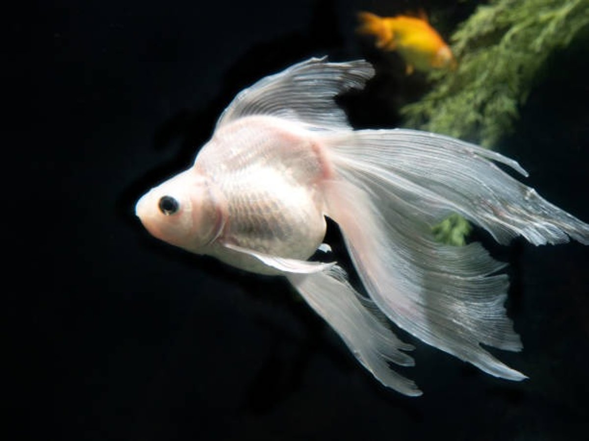 Goldfish Blancos P