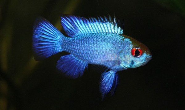 Ramirezi Eléctric Blue