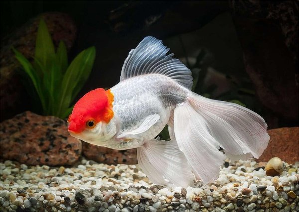 Goldfish Oranda Mg