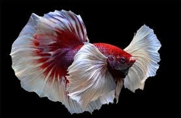 Betta Macho Dumbo