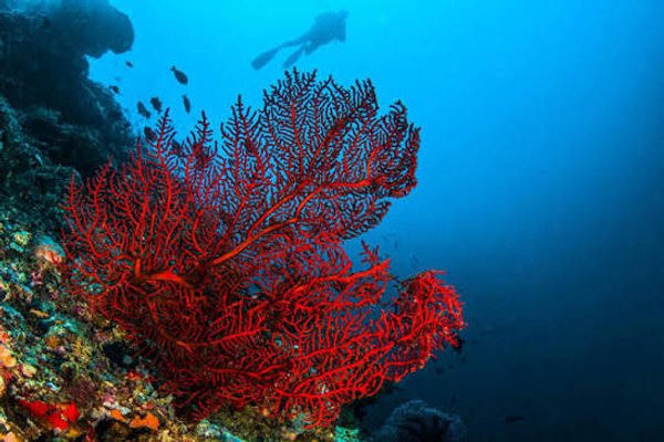 Coral Gorgonia Fucsia ( NPS )