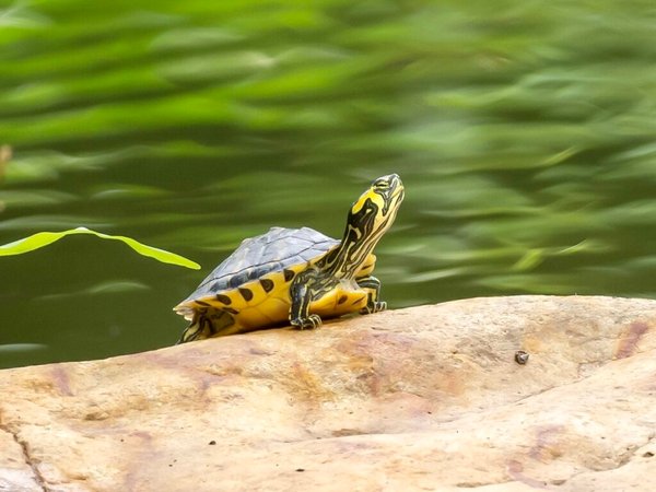 Tortuguitas Orejas Amarillas