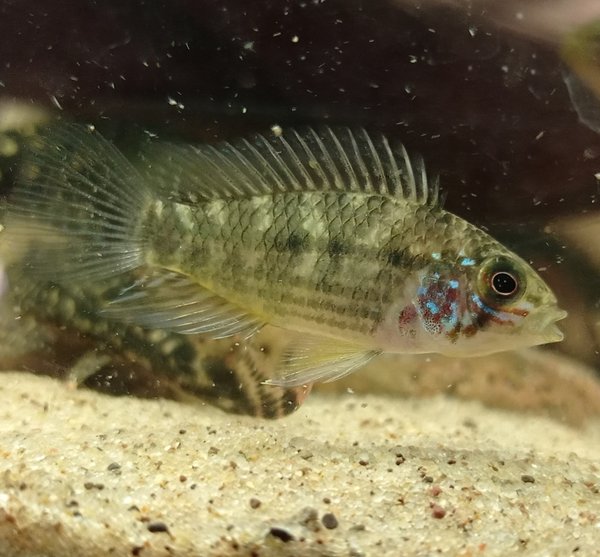 Apistogramma Commbrae 