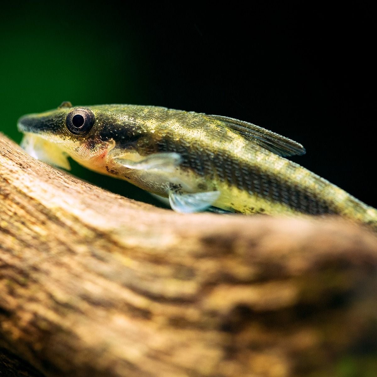 Otocinclus Affinis
