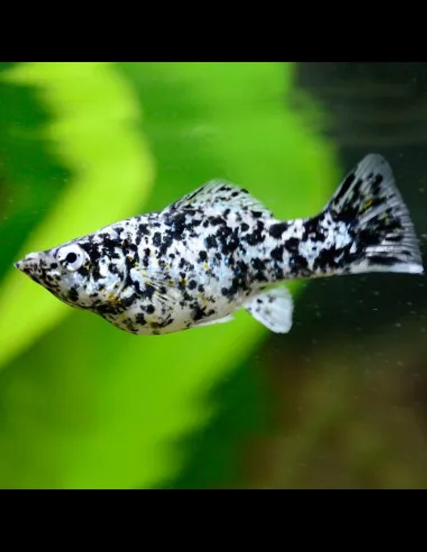 Peces de Agua Dulce