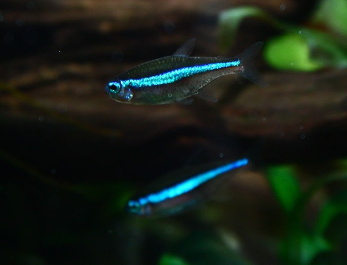 Tetra Neón Verde 