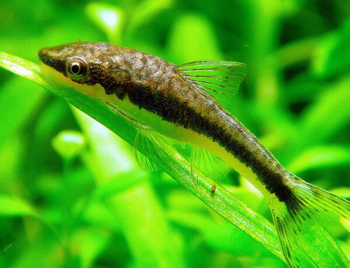 Otocinclus Affinis - 2