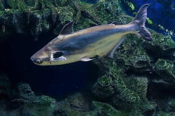 Tiburón Pangasio Med