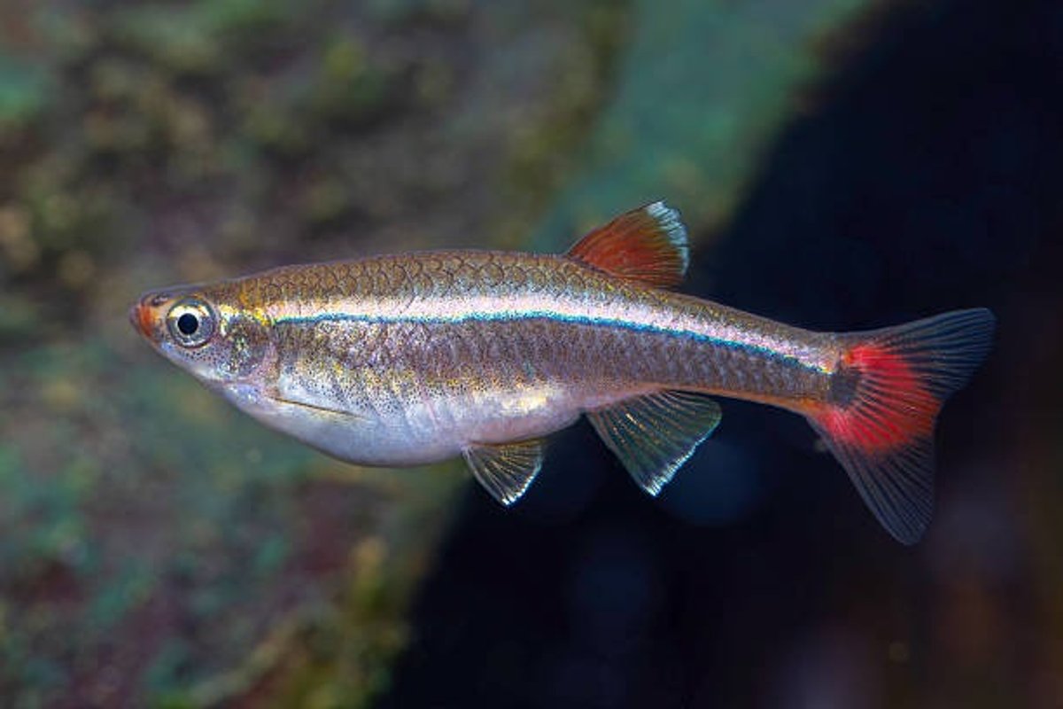 Tanichthys
