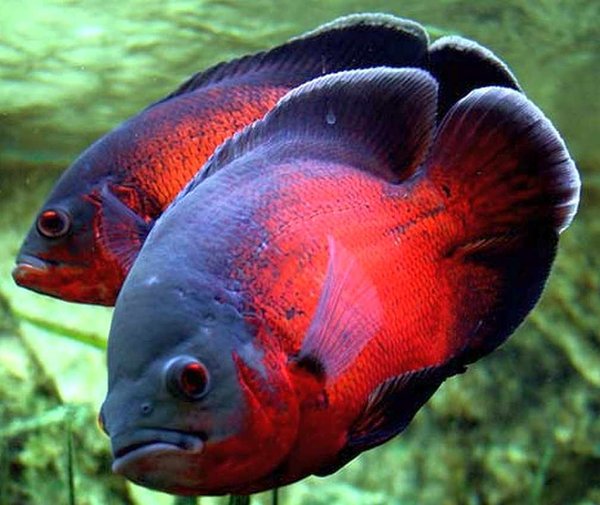 Oscar Red Rubí 12 cm
