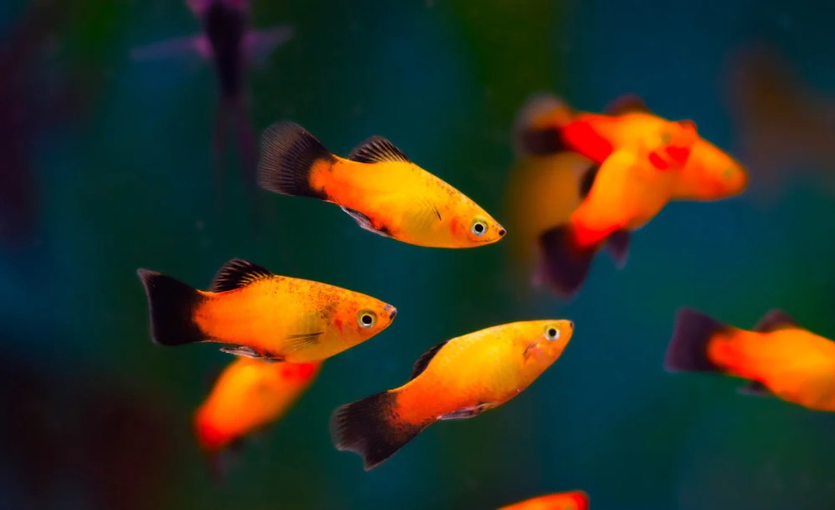Platys ( Varios Colores )