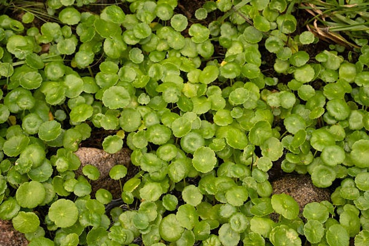 Hydrocotyle Leucocephala