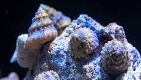 Caracol Tegula Turbo