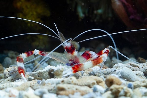 Camarón Stenopus ( Boxeador )