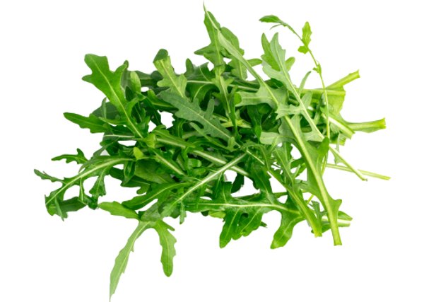 Rucula