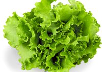 Lechuga