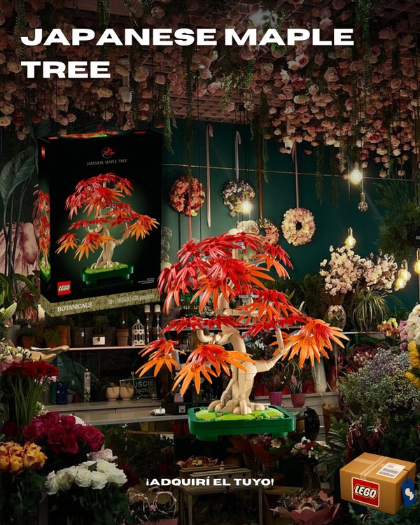 Japanese Red Maple