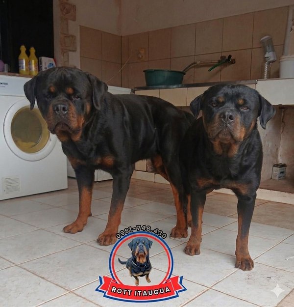 Rottweiler (Reserva el tuyo) 