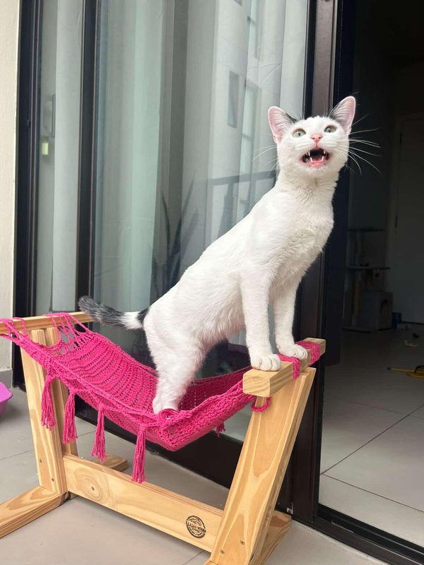 Cama Hamaca de Piso para Gatos 