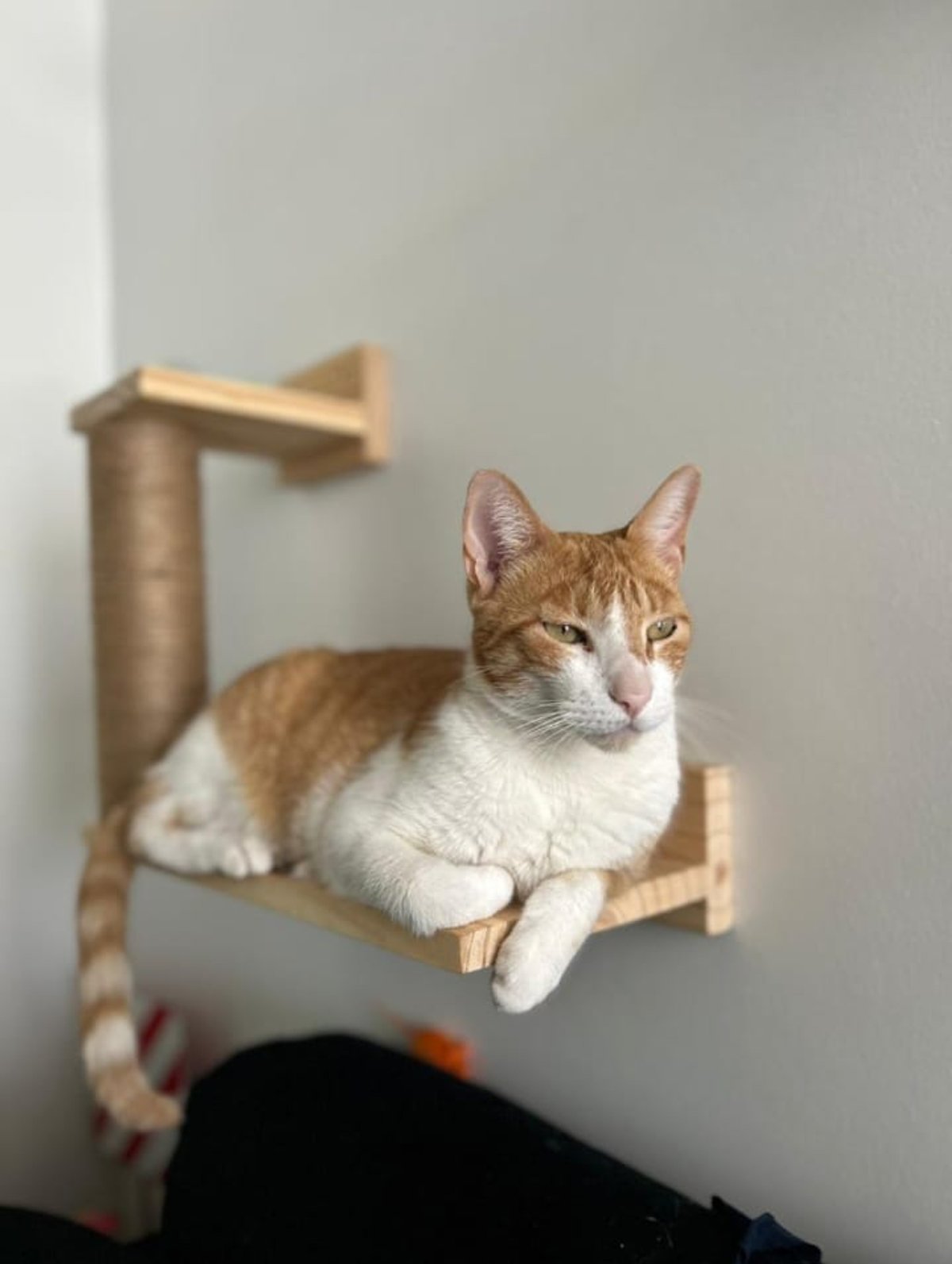 Rascador de Pared con dos escalones  - 3