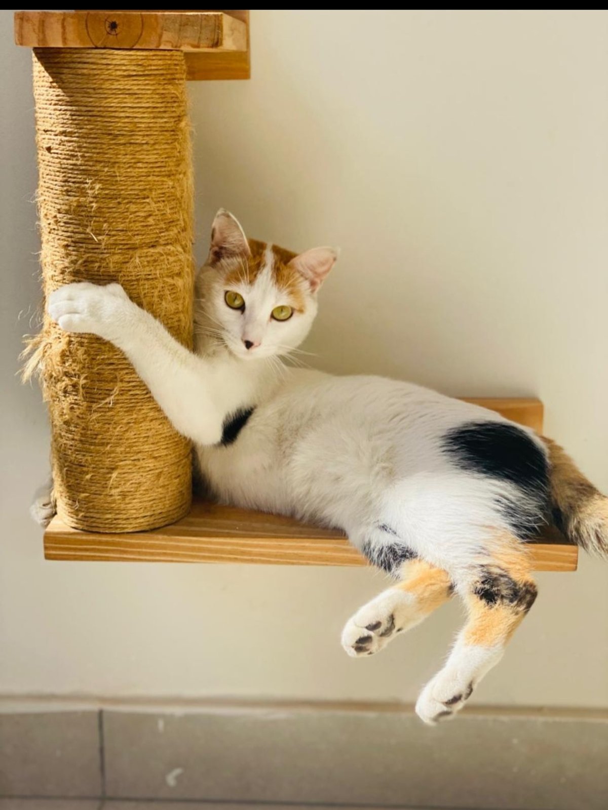 Rascador de Pared con dos escalones  - 2