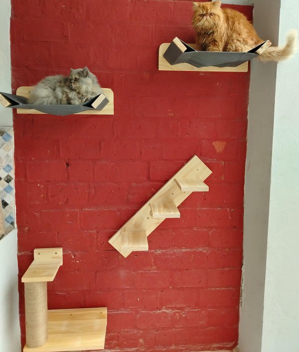 Circuito completo de Pared para 2 Gatos 