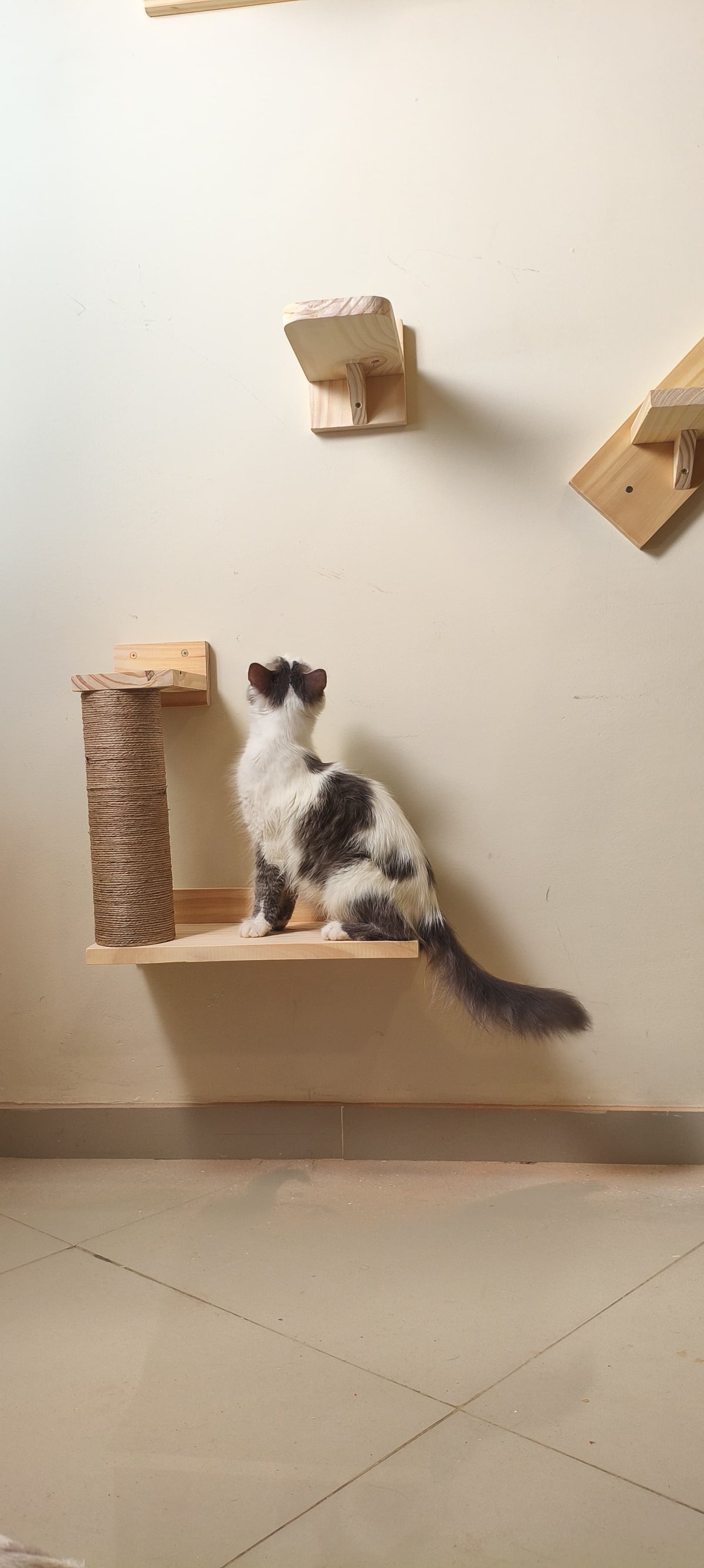 Rascador de Pared con dos escalones  - 4