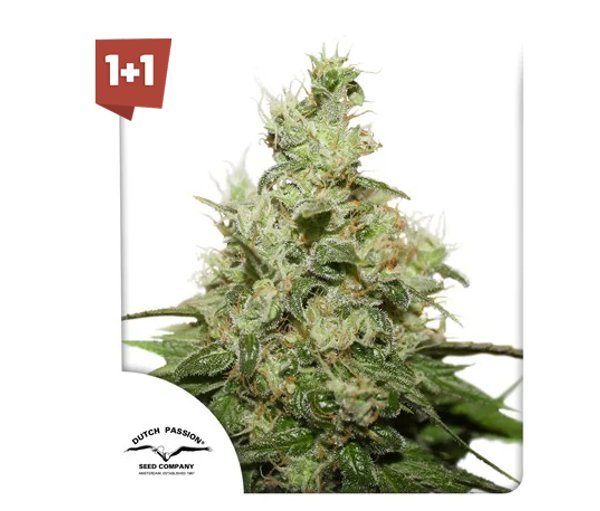CBD Kush® PACK 3 UNIDADES