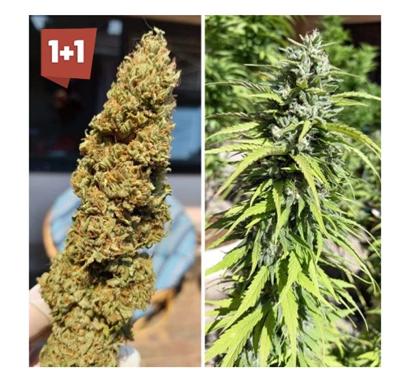 CBD Kush® PACK 3 UNIDADES