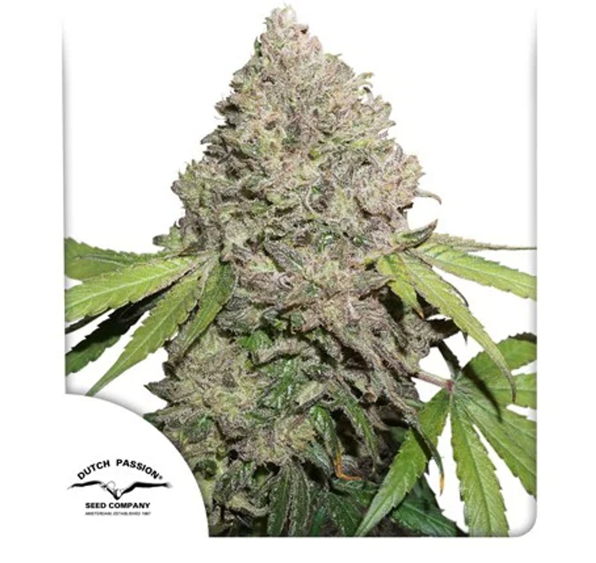 CBD Charlotte’s Angel® PACK DE 3 UNIDADES