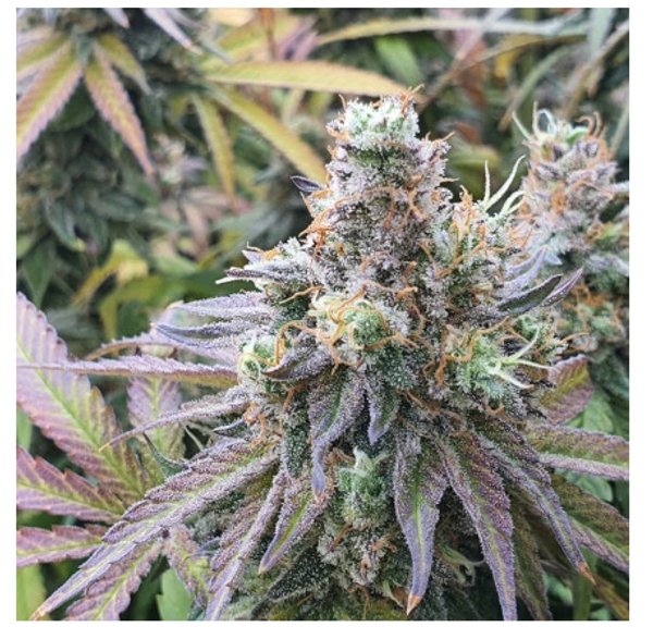 CBD Charlotte’s Angel® PACK DE 3 UNIDADES