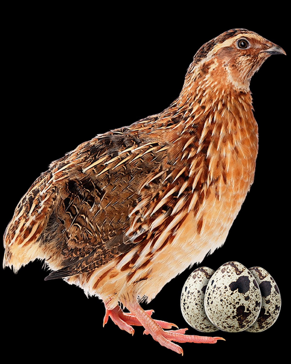 POLLITOS BB - CODORNICES