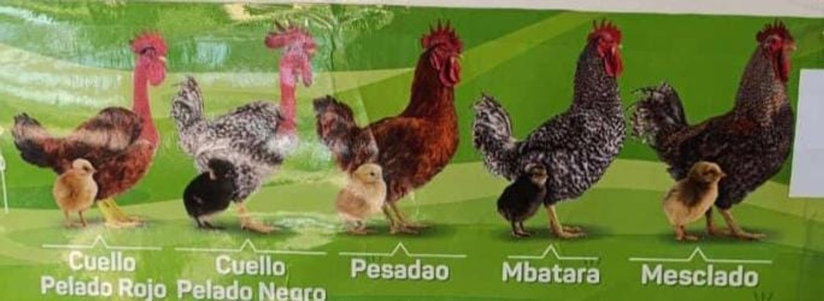 Pollitos BB Doble Propósito - LINAJE CAMPERO