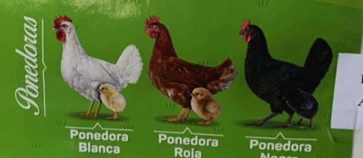 POLLITOS BB - PONEDORAS Roja - Blanca - Negra