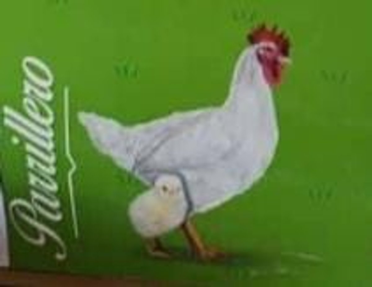 POLLITOS BB - PARRILLEROS