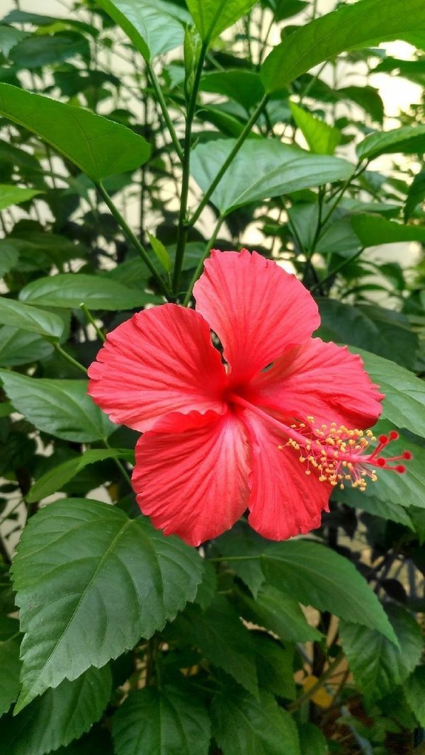Flor de papo