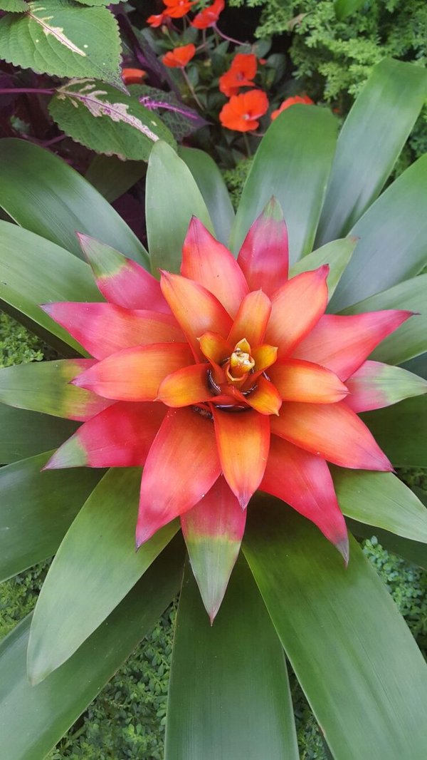 Bromelia