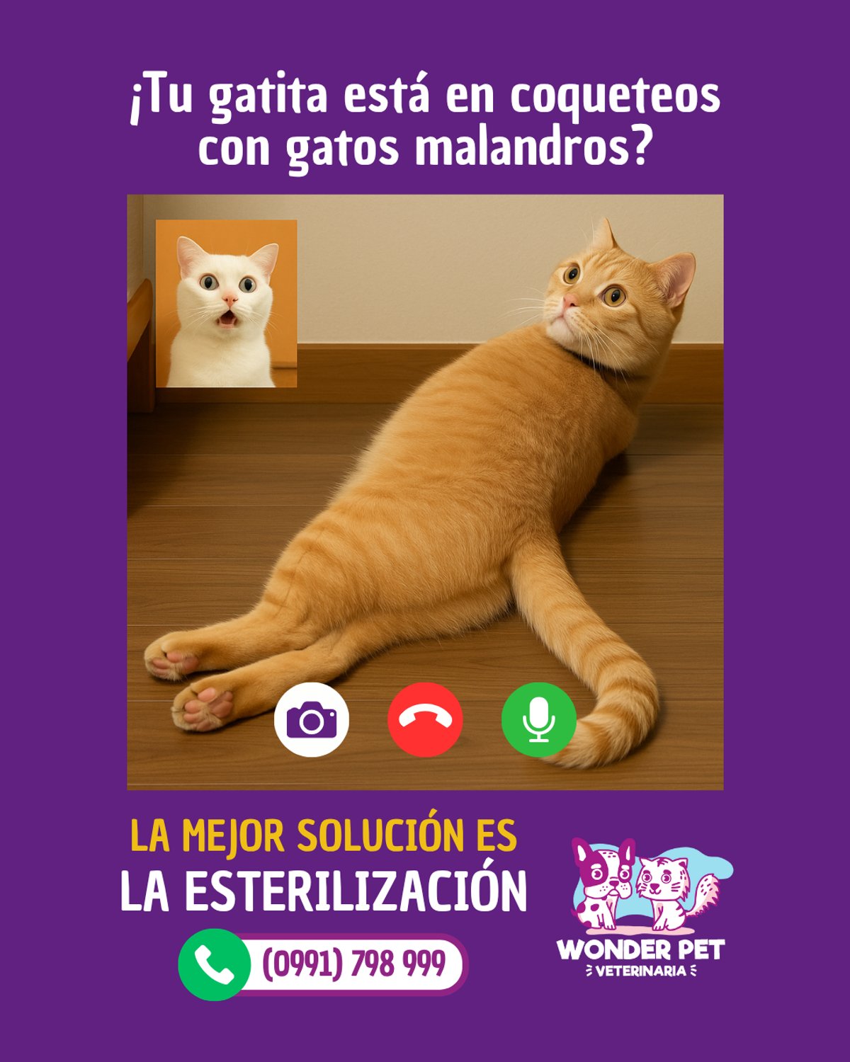 Jornadas de Castración Felinos